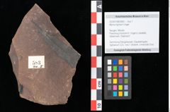 Foto (Objekt + Etikett) von Myrica lignitum Unger (NHMW-GEO-2024-0188-0583)